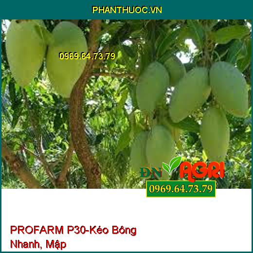 PHÂN BÓN NHẬP KHẨU PROFARM P30-Kéo Bông Nhanh, Mập , Hạn Chế Rụng Trái Non