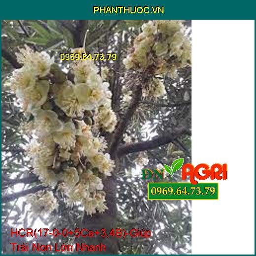 PHÂN BÓN LÁ ĐẠM TRUNG VI LƯỢNG HCR (17-0-0+5Ca+3,4B) – Giúp Trái Non Lớn Nhanh