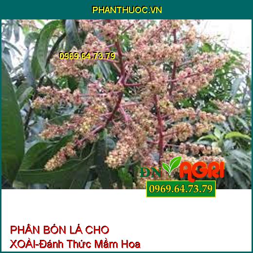 PHÂN BÓN LÁ CHO XOÀI-Đánh Thức Mầm Hoa, Tăng Khả Năng Thụ Phấn, Chống Chai Đọt