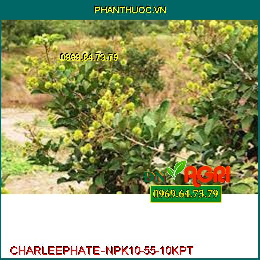 PHÂN BÓN LÁ CAO CẤP CHARLEEPHATE – NPK 10-55-10 KPT –Bung Chồi Cực