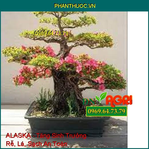 PHÂN BÓN LÁ ĐẠM CÁ ALASKA –Tăng Sinh Trưởng Rễ, Lá, Sạch An Toàn