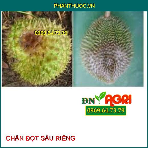 CHẶN ĐỌT SẦU RIÊNG-Khắc Phục Hiện Tượng Sượng Trái, Phát Triển Trái Tròn Đều