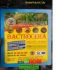 MIẾNG KEO SIÊU DÍNH DIỆT RUỒI VÀNG BACTROCERA-Diệt Ruồi Vàng Và Côn Trùng