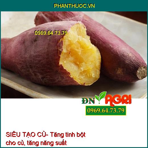 SIÊU TẠO CỦ Khoai Lang- Khoai Môn- Kích Ra Rễ, Cây Xanh Tốt, To Mập