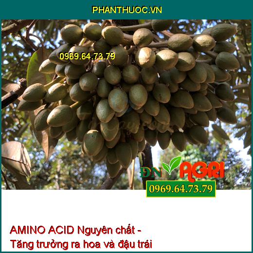 AMINO ACID Nguyên chất - Xanh Cây, Tốt Lá, Ra Hoa, Đậu Trái, Nuôi Trái