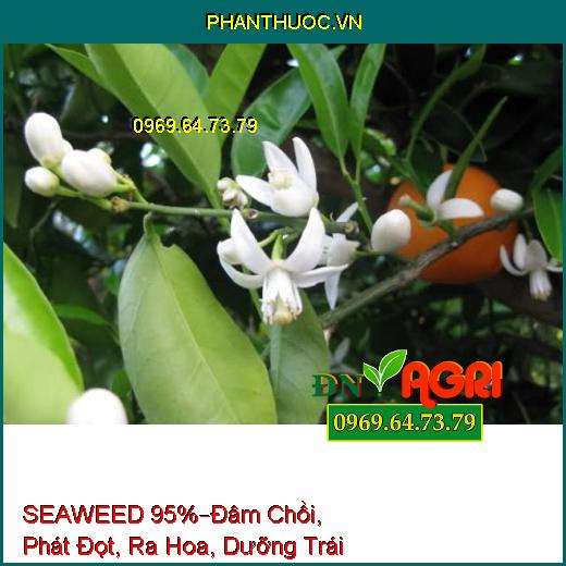 PHÂN BÓN LÁ HỮU CƠ KHOÁNG SEAWEED 95% –Đâm Chồi, Phát Đọt, Ra Hoa, Dưỡng Trái