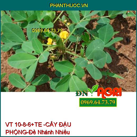 PHÂN BÓN LÁ VT 10-8-6+TE -CÂY ĐẬU PHỘNG-Đẻ Nhánh Nhiều, Hạn Chế Sâu Bệnh