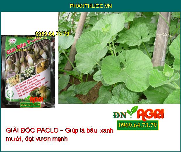 GIẢI ĐỘC PACLO – PHÂN VI LƯỢNG KE BO MG –Xanh Lá, Mượt Lá, Chống Nấm Bệnh