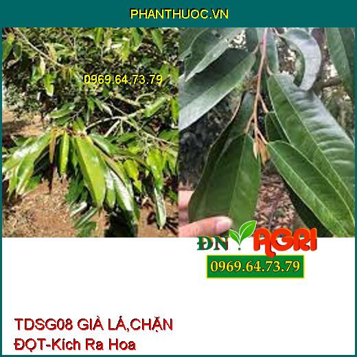 TDSG08 GIÀ LÁ, CHẶN ĐỌT- Ức Chế Đọt Non, Kích Ra Hoa, Kéo Mầm Hoa