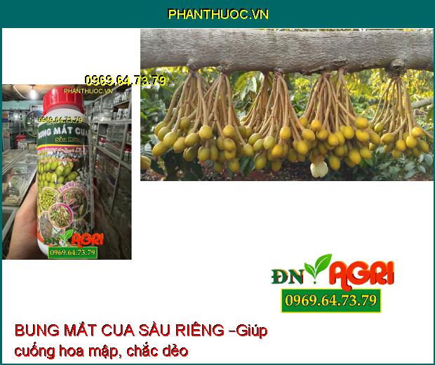 PHÂN BÓN LÁ BUNG MẮT CUA SẦU RIÊNG – KÉO BÔNG CỰC MẠNH – TĂNG ĐẬU ĐỒNG LOẠT 