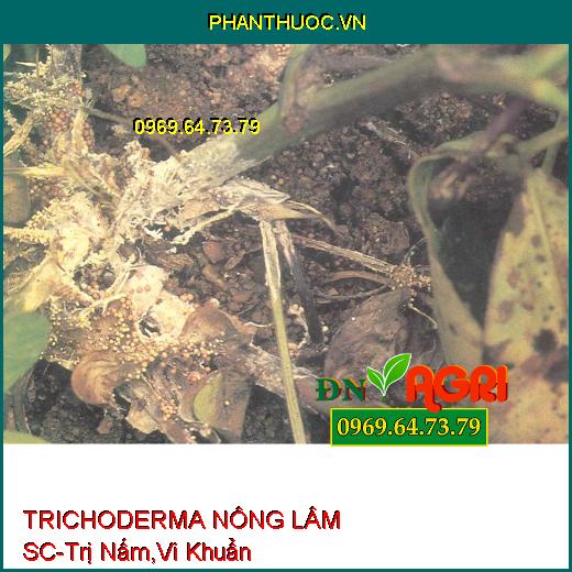 PHÂN VI SINH CAO CẤP TRICHODERMA NÔNG LÂM SC-Trị Nấm Và Vi Khuẩn