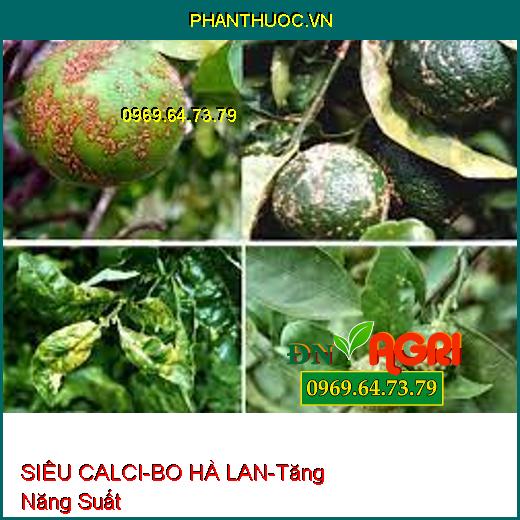 PHÂN BÓN LÁ SIÊU CALCI-BO HÀ LAN-Cung Cấp Canxi, Tăng Năng Suất