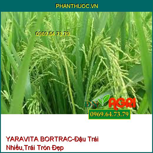 YARAVITA BORTRAC- Đậu Trái Nhiều, Định Hình Trái Tròn Đẹp