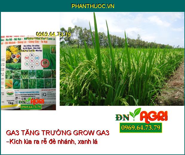 PHÂN BÓN VI LƯỢNG GA3 TĂNG TRƯỞNG GROW GA3 –Đâm Chồi Nhanh, Chống Vàng Lá