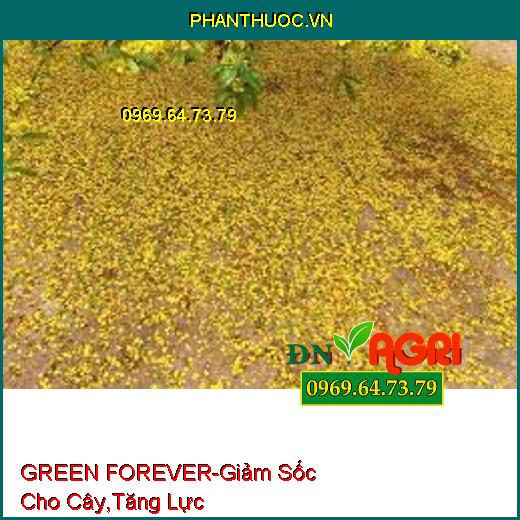 PHÂN BÓN VI LƯỢNG GREEN FOREVER - Giảm Sốc Cho Cây Trồng, Tăng Lực, Tăng Đề Kháng