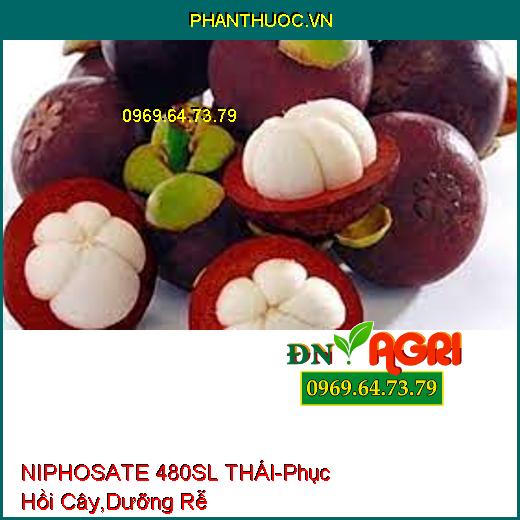 NIPHOSATE 480SL THÁI- Phục Hồi Cây, Hạ Phèn, Dưỡng Rễ, Xuống Trái Nhanh