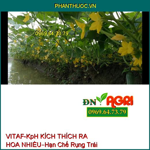 PHÂN BÓN LÁ VITAF-KpH KÍCH THÍCH RA HOA NHIỀU –Hạn Chế Rụng Trái, Màu Sắc Đẹp