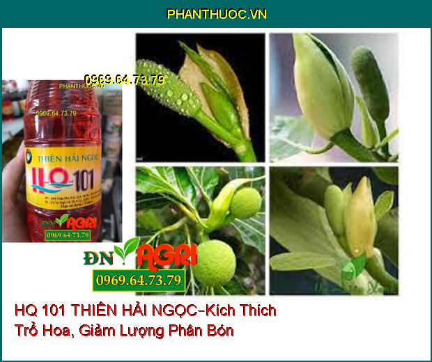 HQ 101 THIÊN HẢI NGỌC –Kích Thích Trổ Hoa , Giảm Lượng Phân Bón