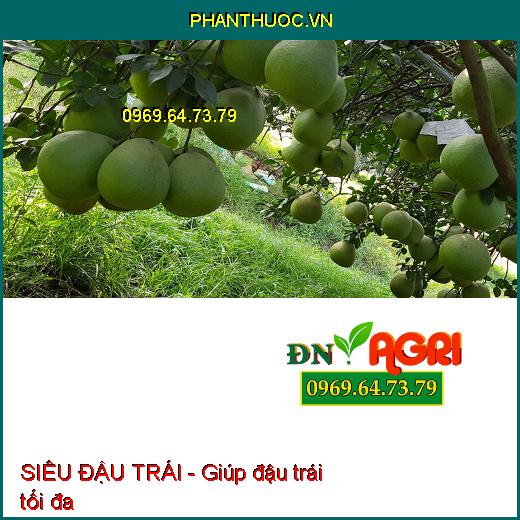 SIÊU ĐẬU TRÁI Cam Chanh Quýt- Đậu Trái Nhiều, Chống Rụng Tối Đa