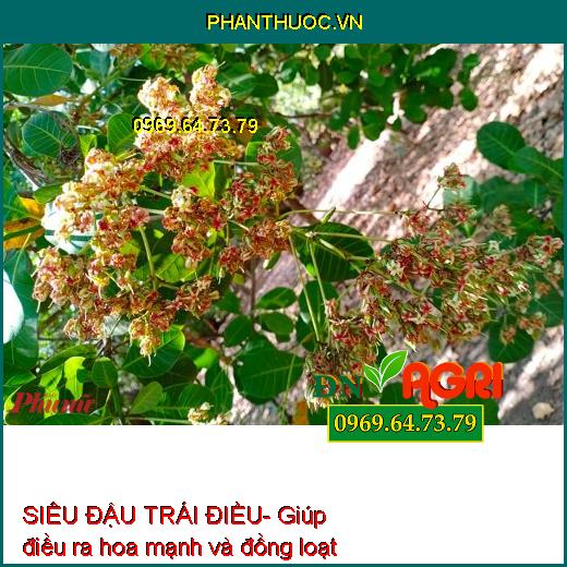 SIÊU ĐẬU TRÁI ĐIỀU- Tăng Thụ Phấn, Mát Bông, Đậu Quả Tối Đa