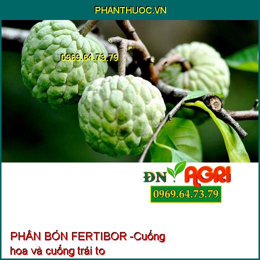 PHÂN BÓN VI LƯỢNG – FERTIBOR – RỄ MẬP – TRÁI ĐỀU – BÔNG TO