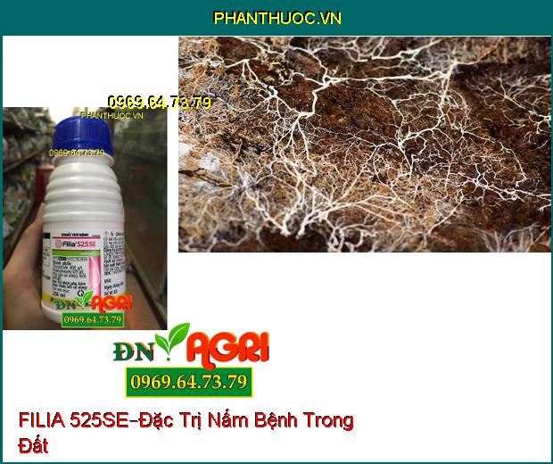 THUỐC TRỪ BỆNH FILIA 525SE –Đặc Trị Đạo Ôn Lá, Cổ Bông, Nhánh Gié, Cuống Hạt