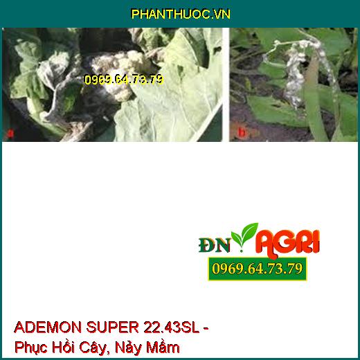 ADEMON SUPER 22.43SL - Phục Hồi Cây, Nảy Mầm