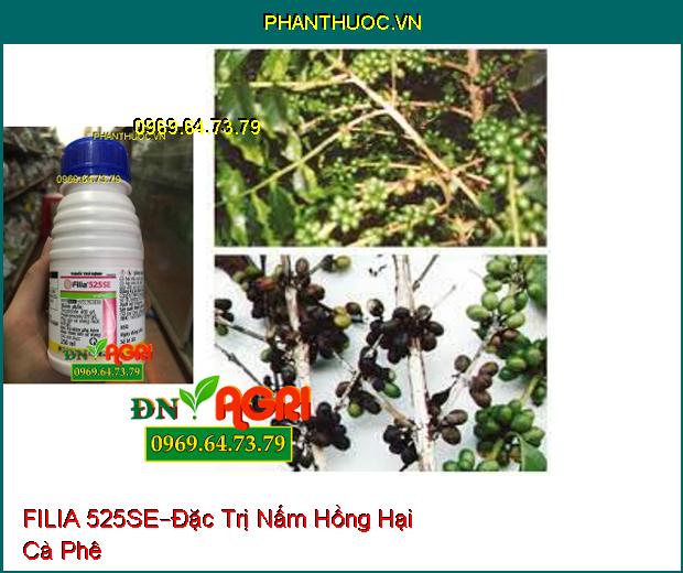 THUỐC TRỪ BỆNH FILIA 525SE –Đặc Trị Đạo Ôn Lá, Cổ Bông, Nhánh Gié, Cuống Hạt