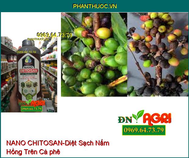 NANO CHITOSAN –Quét Sạch Thán Thư, Nấm Hồng, Các Loại Nấm Bệnh