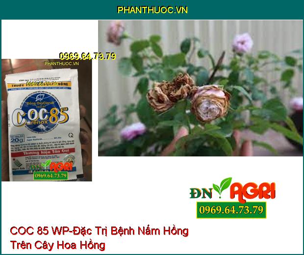 THUỐC TRỪ BỆNH COC 85 WP-Đặc Trị Bệnh Chết Nhanh, Bệnh Gốc Đồng