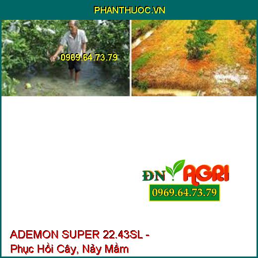 ADEMON SUPER 22.43SL - Phục Hồi Cây, Nảy Mầm