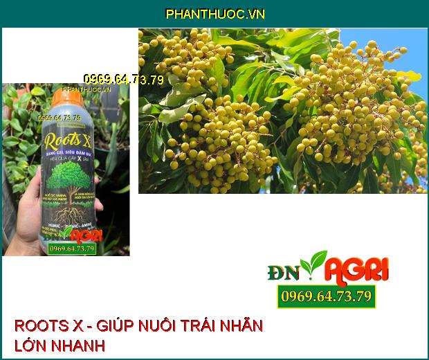 ROOTS X: Bổ Sung Humic- Fulvic- Amino- Siêu Ra Rễ, Nuôi Trái, Lớn Trái