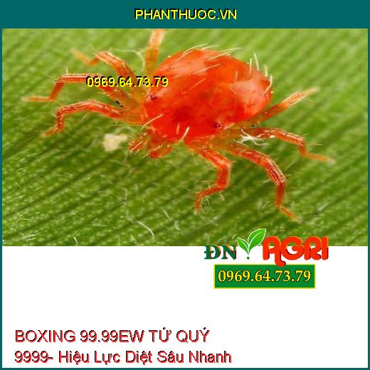 BOXING 99.99EW TỨ QUÝ 9999- Hiệu Lực Diệt Sâu Nhanh Và Kéo Dài, Bọ Trĩ Chích Hút