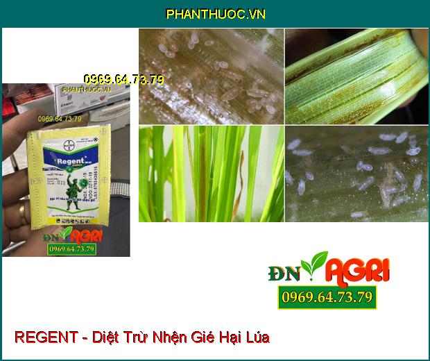 THUỐC TRỪ SÂU REGENT - Thuốc Trừ Kiến, Gián, Mối, Bọ Chét, Ve Chó, Rầy, Nhện