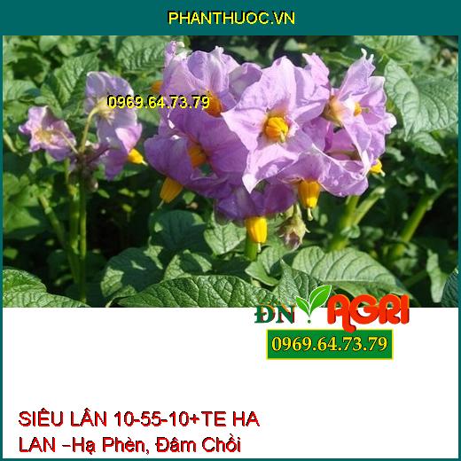 PHÂN BÓN LÁ CAO CẤP  SIÊU LÂN 10-55-10+TE HA LAN –Hạ Phèn, Đâm Chồi, Nhiều Hoa