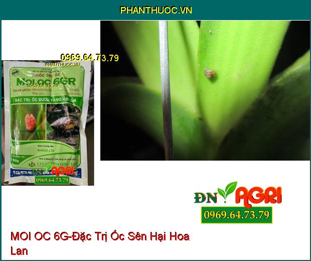 THUỐC TRỪ ỐC MOI OC 6G – ĐẶC TRỊ ỐC BƯƠU VÀNG HẠI LÚA