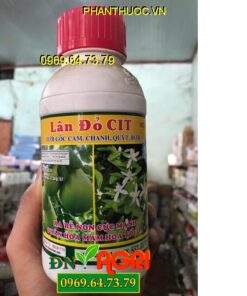 LÂN ĐỎ CIT -Ra Rễ Non Cực Mạnh – Phân Hóa Mầm Hoa Tối Đa – Nhiều Trái