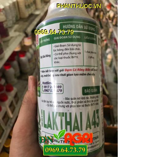 XANH TRÁI SẦU RIÊNG – LAKTHAI A43 – Đẹp Trái Múi Đều Cơm Vàng