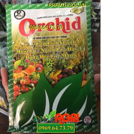 ORCHID – Cây Con Lớn Nhanh – Bung Đọt Cực Mạnh – Xanh Lá Dày Lá