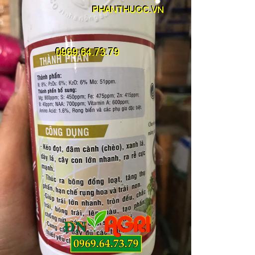 AMINO 40 – RONG BIỂN – Kéo Đọt Đâm Cành- Thúc Ra Hoa Hàng Loạt