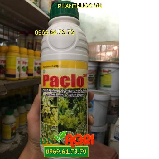 PACLO -Phân Hóa Mầm Hoa -Ra Hoa Nhiều -Ức Chế Sinh Trưởng Đọt Non