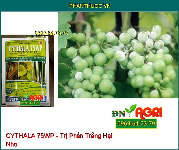 THUỐC TRỪ BỆNH CYTHALA 75WP - Trị Thán Thư, Rỉ Sắt, Giả Sương Mai, Phấn Trắng