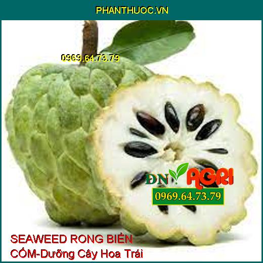 SEAWEED RONG BIỂN CỐM- Dưỡng Cây Hoa Trái, Tăng Đề Kháng Cây