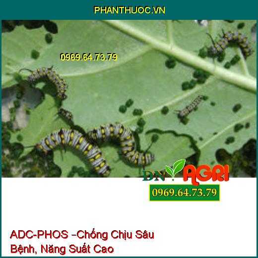 PHÂN BÓN LÁ PK BỔ SUNG VI LƯỢNG ADC-PHOS –Chống Chịu Sâu Bệnh, Năng Suất Cao