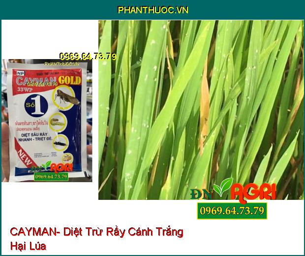 THUỐC TRỪ SÂU RẦY CAYMAN- Diệt Trừ Sâu, Bọ Trĩ, Rệp Sáp, Rầy Nâu Hại Lúa