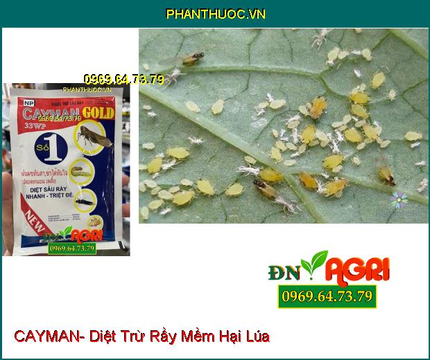 THUỐC TRỪ SÂU RẦY CAYMAN- Diệt Trừ Sâu, Bọ Trĩ, Rệp Sáp, Rầy Nâu Hại Lúa