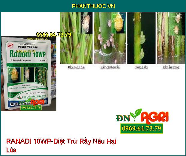 THUỐC TRỪ SÂU RANADI 10WP – Thuốc Trừ Sâu, Đặc Trị Rầy Nâu Hại Lúa