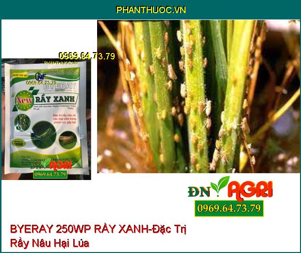 THUỐC TRỪ SÂU BYERAY 250WP RẦY XANH – Hạn Chế Hình Thành Trứng , Ung Trứng