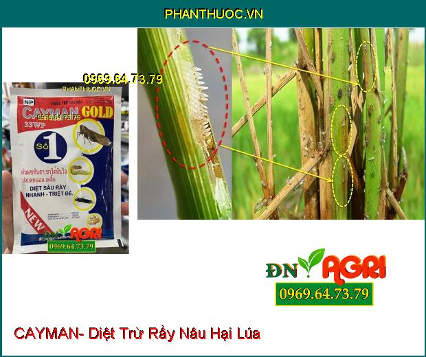 THUỐC TRỪ SÂU RẦY CAYMAN- Diệt Trừ Sâu, Bọ Trĩ, Rệp Sáp, Rầy Nâu Hại Lúa