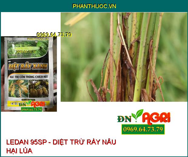 LEDAN 95SP - Diệt Rầy Xanh, Rầy Nâu, Sâu Đục Thân, Côn Trùng Chích Hút